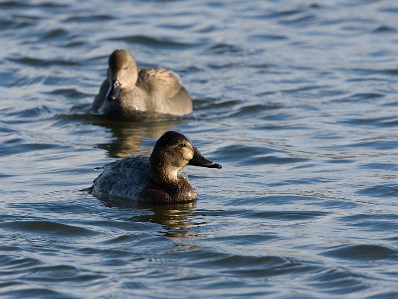 Aythya ferina Common Pochard Tafeleend